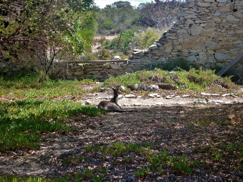 Quaalup homestead kangaroos