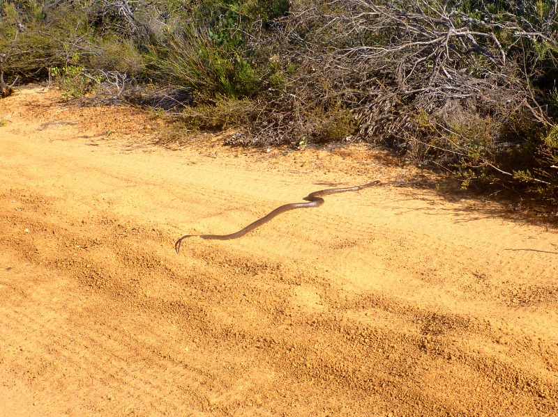 snake crossing track fitzgerald river national park