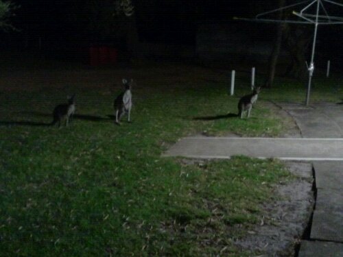 wallabies at bremer bay wallabies at bremer bay