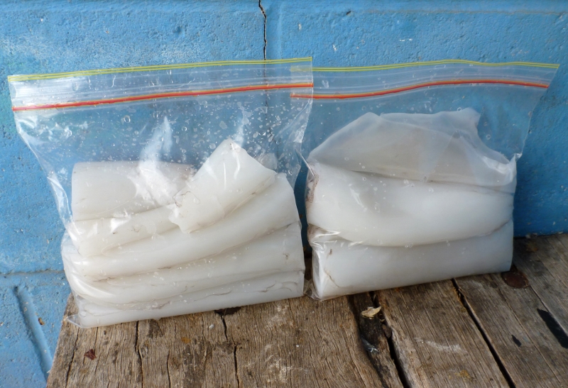 Denial Bay Squid cleaned and ready to eat