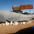 nullarbor eucla whale