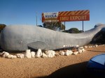 nullarbor eucla whale