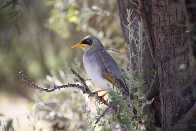 Bird hunting insects at Ellery Creek Big Hole