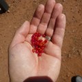 Ruby Saltbush berries