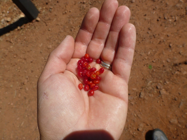 Ruby Saltbush berries