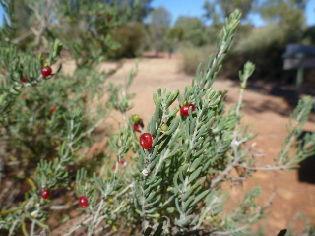 Ruby Saltbush around Ellery Creek Big Hole