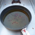 Making Ruby Saltbush tea at Ellery Creek Big Hole