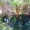 Mataranka bitter springs