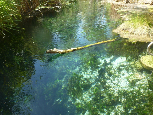 Mataranka bitter springs hot springs