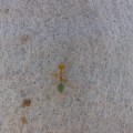 Green ant that Joe ate
