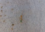 Green ant that Joe ate