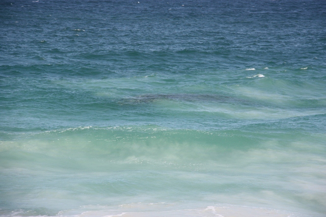 Australian Salmon School