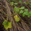 Bush Passionfruit vine, northern territoy