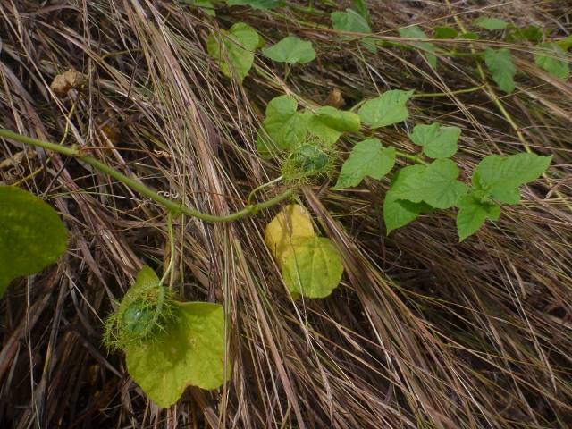 Bush Passionfruit vine, northern territoy