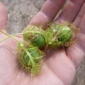 Bush Passionfruit with net around it, northern territory