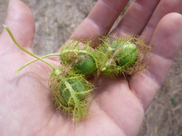 Bush Passionfruit with net around it, northern territory