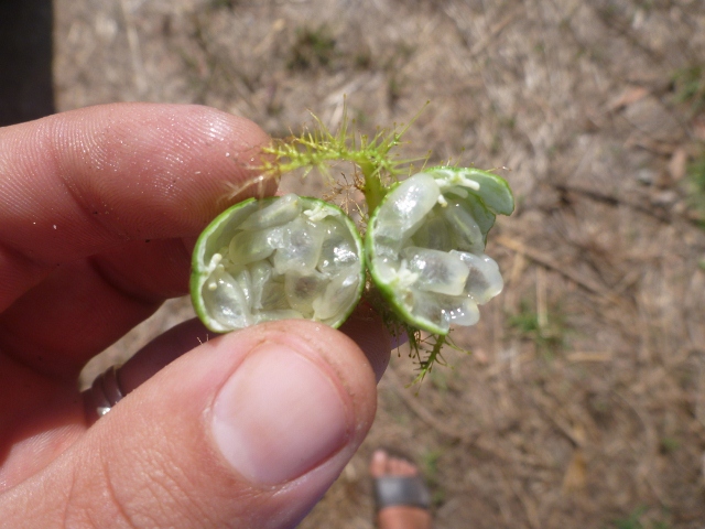 Bush Passionfruit opened, Northern Territory