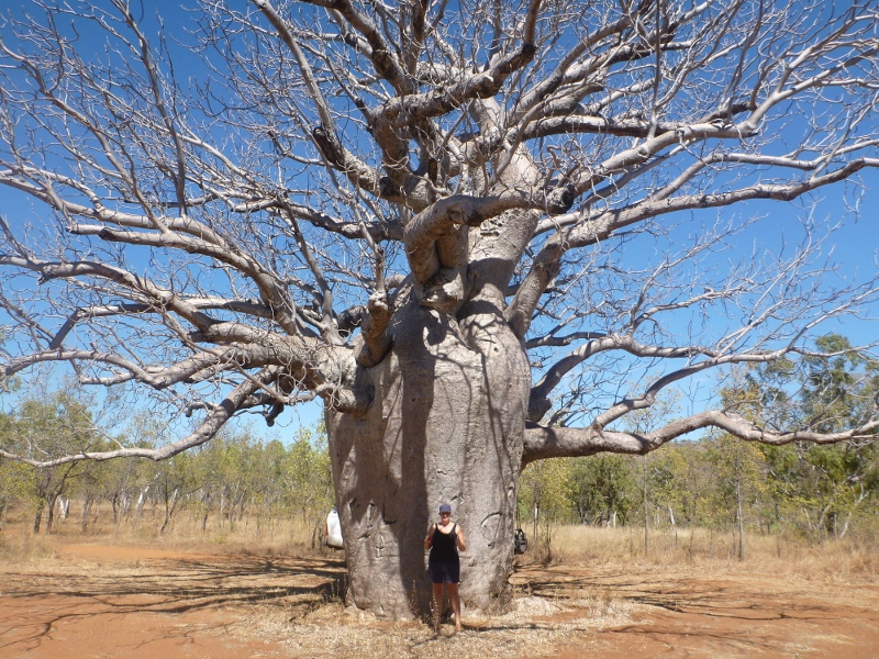 big boab tree, gregory national park