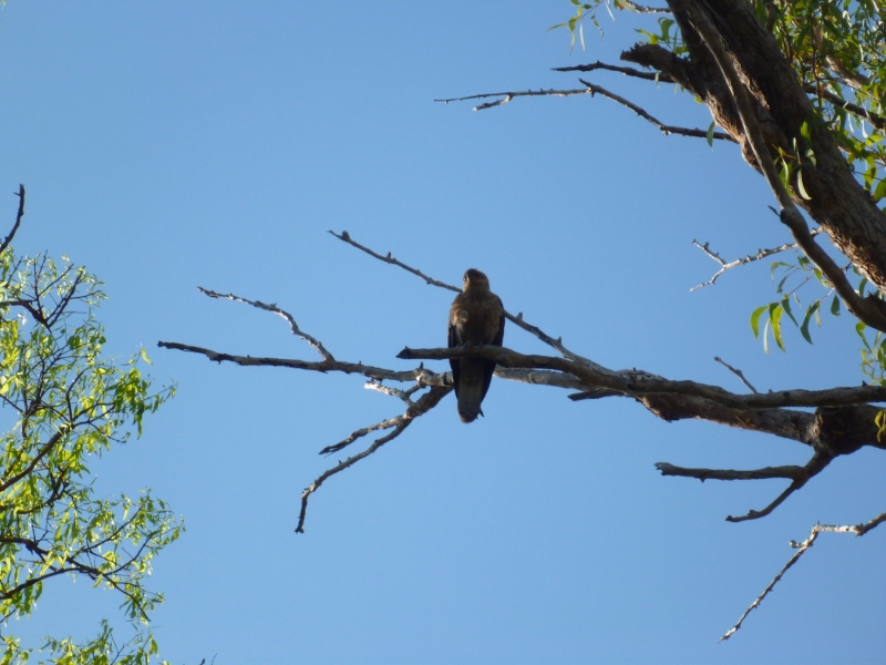 bird at florence falls camping area