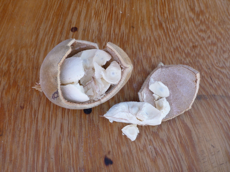 Boab tree nut split open, gregory national park