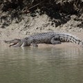 crocodile basking at cahill crossing