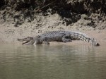 crocodile basking at cahill crossing