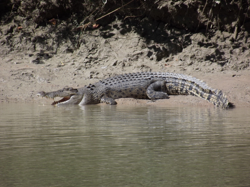 crocodile basking at cahill crossing