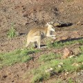 wallaby at shady camp, mary river national park