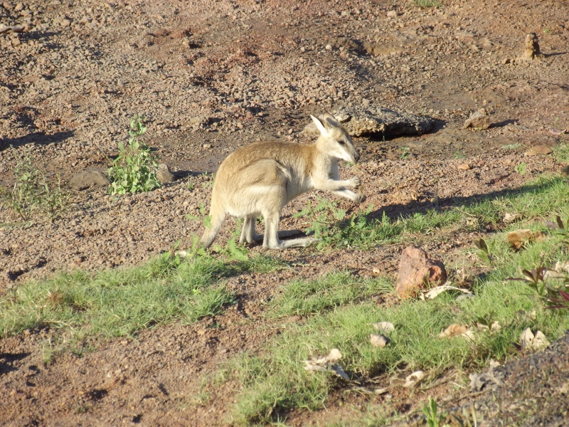 wallaby at shady camp, mary river national park