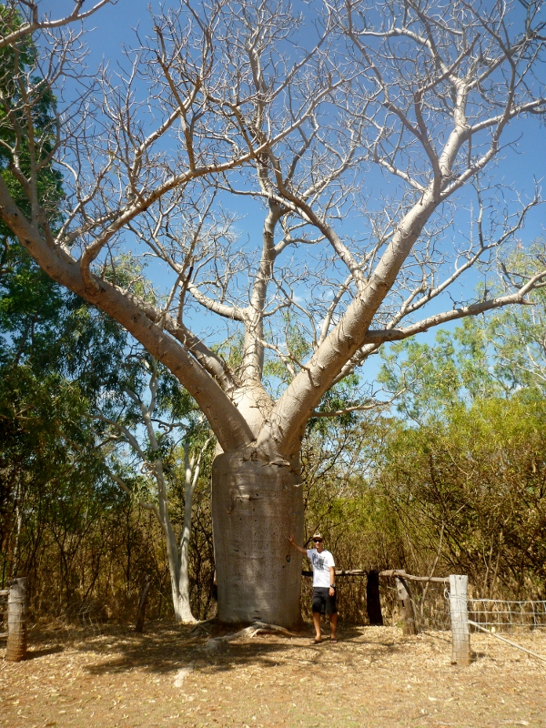 springvale homestead boab tree