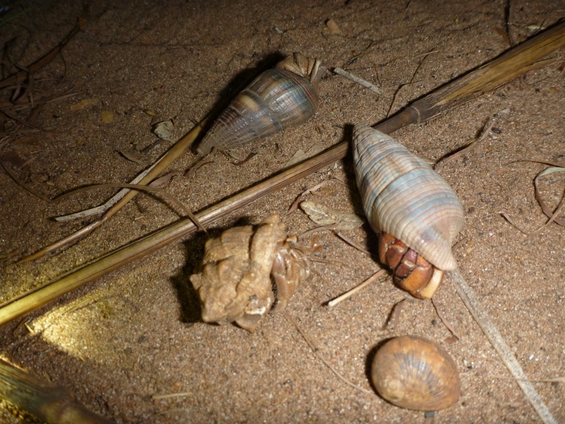 wagait beach hermit crabs