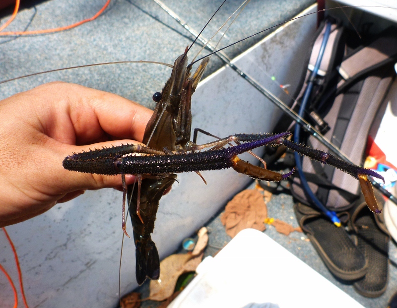 cherabin barramundi live bait