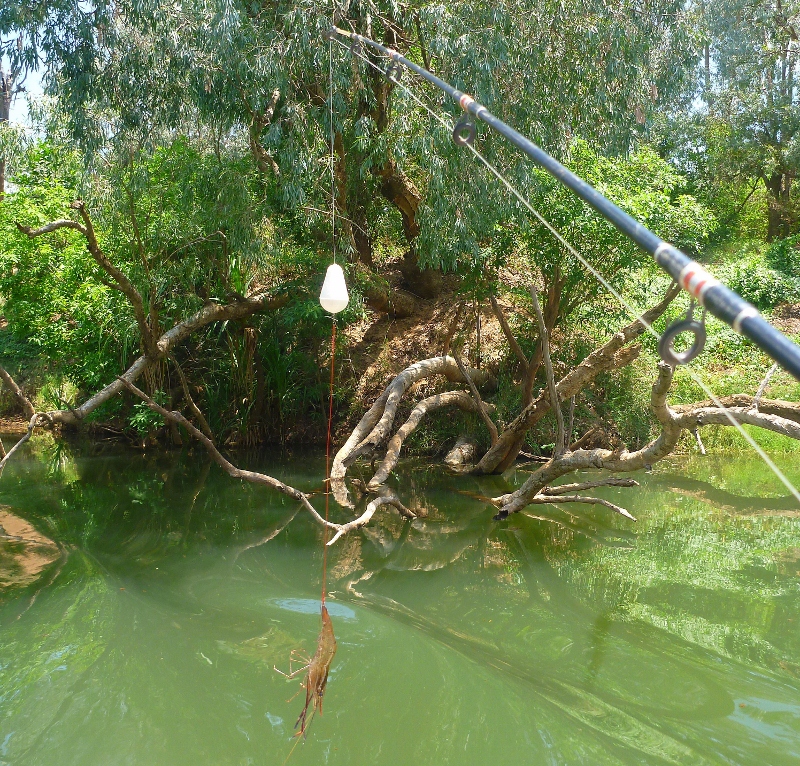 cherabin on hook ready for big barra