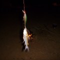 daly river catfish