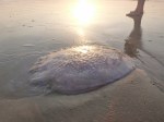dundee beach jelly fish