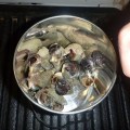 dundee beach telescopium mud whelks for dinner