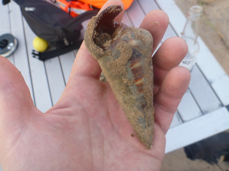 dundee beach telescopium mangrove snails / mud whelks / longbums dundee beach telescopium mangrove snails / mud whelks / longbums