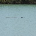 finnis river crocodile