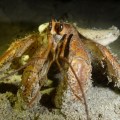 finnis river hermit crab