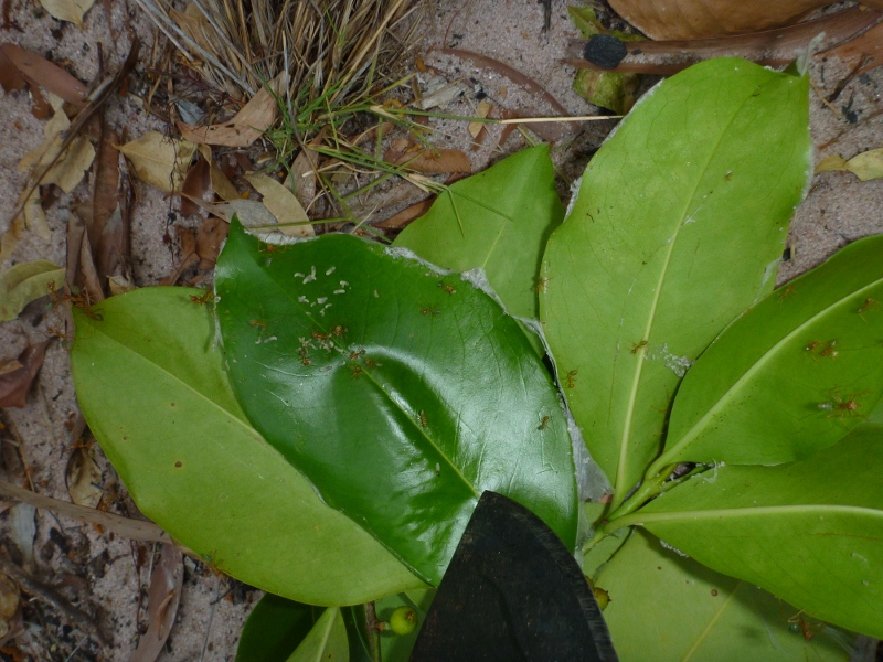 green ants nest pulled apart green ants nest pulled apart