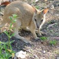 Nitmiluk caravan park wallaby