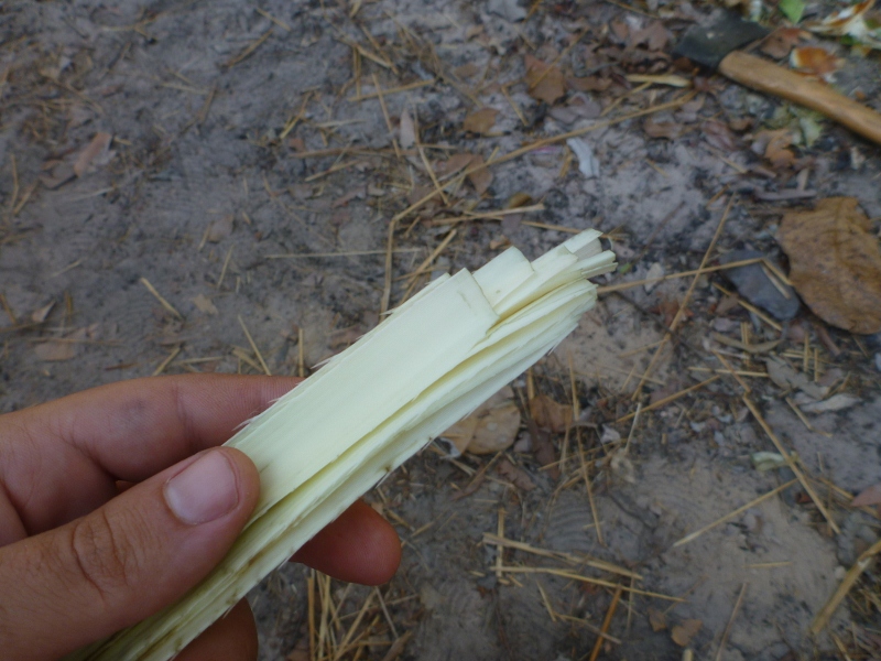 pandanus cabbage pandanus cabbage