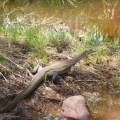 wangi falls monitor lizard