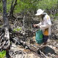 west alligator head foraging in the mangroves