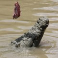crocodile eyeing off meat