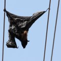 dead bat on power lines (2)