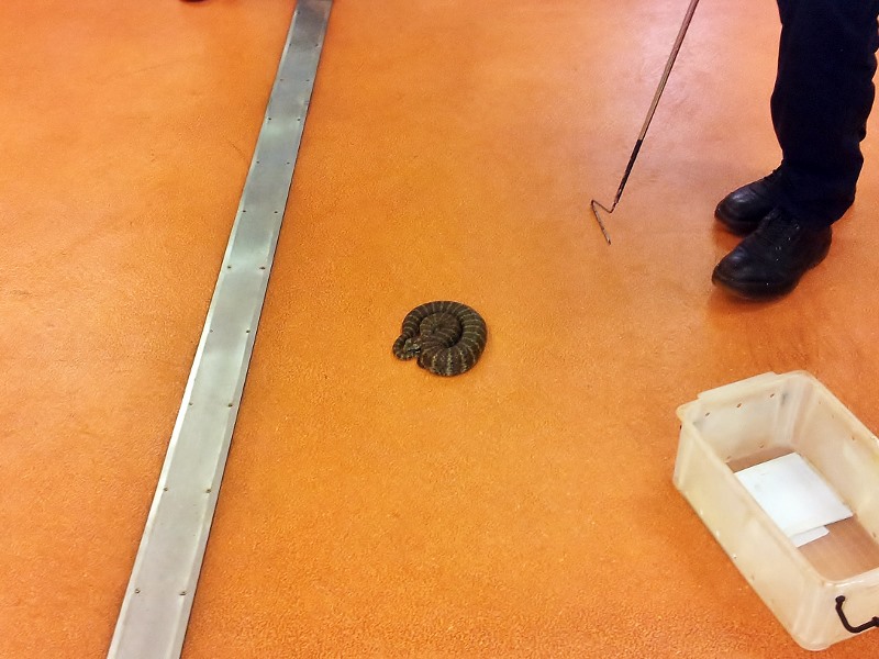 death adder coiled up