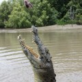 jumping crocodile (2)