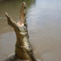 jumping crocodile (4)