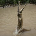 jumping crocodile (5)